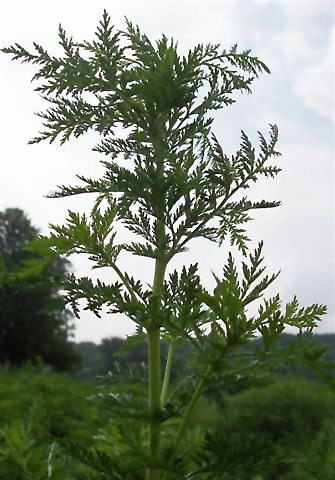 Plante Artemisia annua